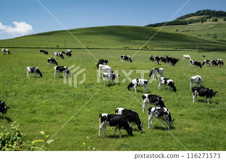 The magnificent ranches of Hokkaido The magnificent ranches of Hokkaido 116271573