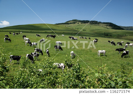 The magnificent ranches of Hokkaido 116271574