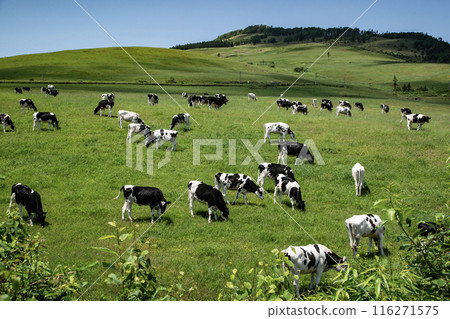 The magnificent ranches of Hokkaido The magnificent ranches of Hokkaido 116271575