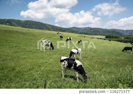 The magnificent ranches of Hokkaido The magnificent ranches of Hokkaido 116271577
