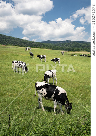 The magnificent ranches of Hokkaido The magnificent ranches of Hokkaido 116271578