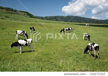 The magnificent ranches of Hokkaido 116271587