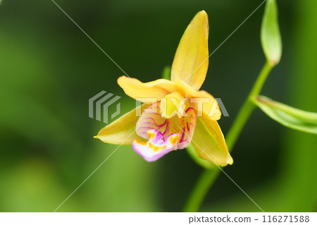 Kakiran flowers Kakiran flowers 116271588