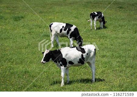 The magnificent ranches of Hokkaido The magnificent ranches of Hokkaido 116271589