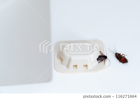 A couple of dead cockroaches and a bug trap on a bathroom sink. Unsanitary concept A couple of dead cockroaches and a bug trap on a bathroom sink. Unsanitary concept 116271664