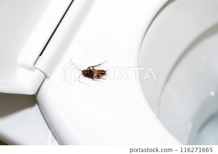 Close-up of a dead cockroach lying upside down on a toilet seat Close-up of a dead cockroach lying upside down on a toilet seat 116271665