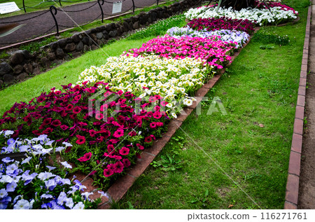 The flowers blooming in the park's flowerbeds on a sunny day are colorful and beautiful. The flowers blooming in the park's flowerbeds on a sunny day are colorful and beautiful. 116271761