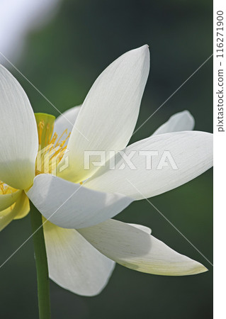 Lotus flower Lotus flower 116271900