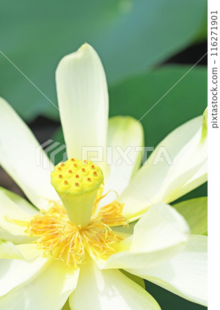 Lotus flower Lotus flower 116271901