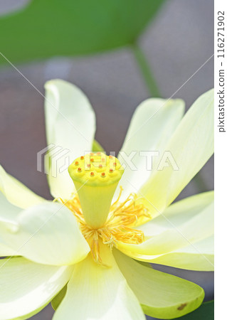 蓮花 116271902