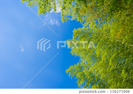 竹林 竹林 116271906