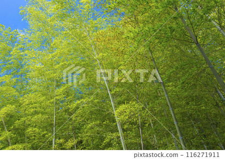 Hasederaji的竹林 116271911