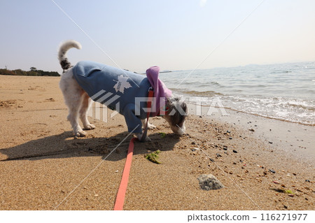 薩米海岸 116271977