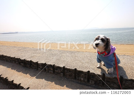薩米海岸 薩米海岸 116272003