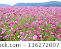 Go through the cosmos field 116272007
