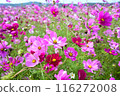Cosmos swaying in the wind 116272008