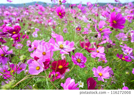 Cosmos swaying in the wind Cosmos swaying in the wind 116272008