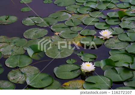 白浪百合花 白浪百合花 116272107