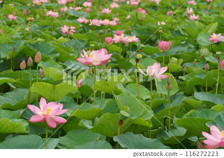 蓮花生長 蓮花生長 116272223