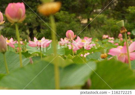 粉紅色的蓮花 粉紅色的蓮花 116272225