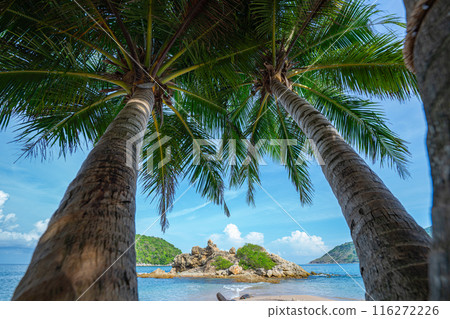 Coconut tree under bright sunlight and windy day near the beach. blue sky background 116272226