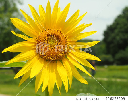 夏季鄉村盛開的大向日葵 夏季鄉村盛開的大向日葵 116272309