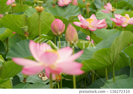 粉紅色的蓮花 粉紅色的蓮花 116272310