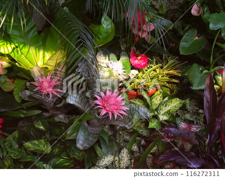 夏季日光浴室熱帶植物景觀 116272311