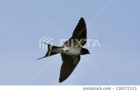 Swallow flight / swallow Japan Swallow flight / swallow Japan 116272313