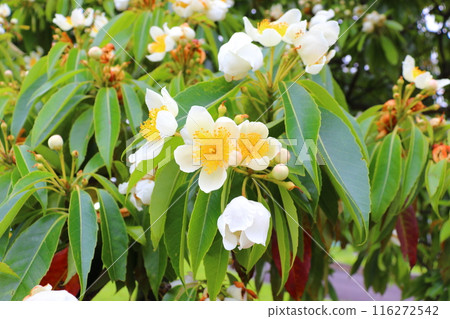 Iju white flower 116272542