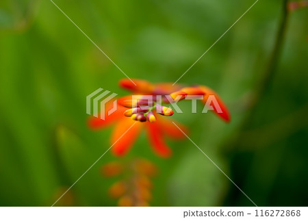 Himehiougi daffodils on the Yasuragi bank of the Shinano River Himehiougi daffodils on the Yasuragi bank of the Shinano River 116272868