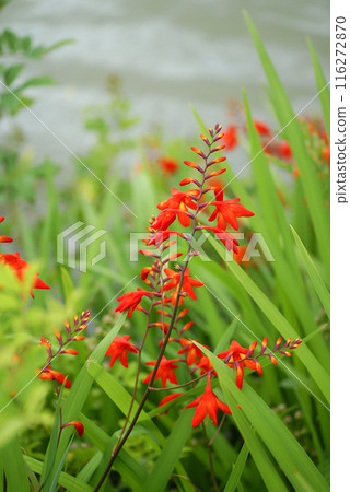 信濃川安城堤壩上的姬日扇水仙花 116272870