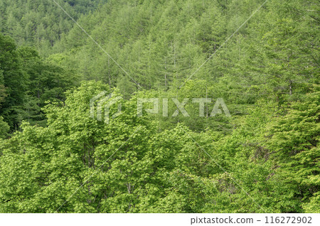 A lush, deep forest in early summer A lush, deep forest in early summer 116272902