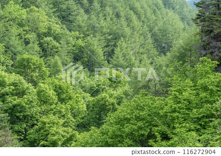 A lush, deep forest in early summer 116272904