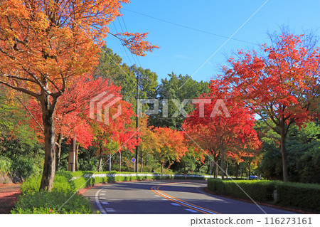 Autumn foliage near Peace Park, Nagoya, Aichi Prefecture 116273161