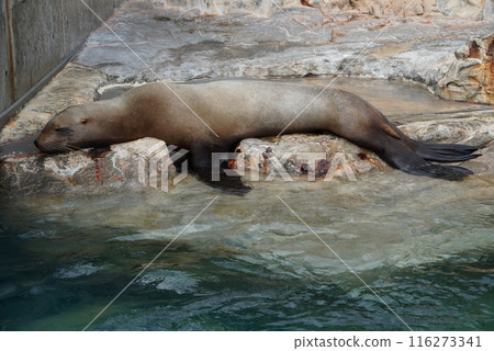 A sea lion sleeping comfortably A sea lion sleeping comfortably 116273341