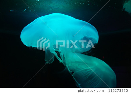 A jellyfish swimming in a fantastic swarm of jellyfish A jellyfish swimming in a fantastic swarm of jellyfish 116273350