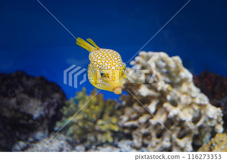 Swimming puffer Swimming puffer 116273353