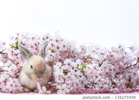 兔子寶寶和櫻花CG素材圖片素材 116273450
