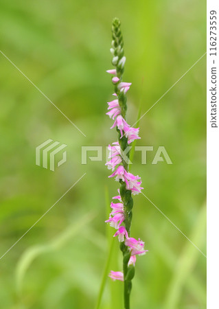 螺絲香蕉 116273559