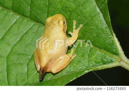 一隻尾巴完好無損的日本樹蛙幼崽 一隻尾巴完好無損的日本樹蛙幼崽 116273893