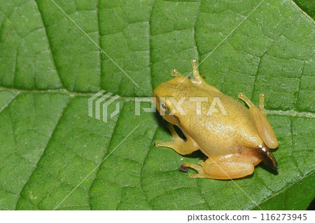 A juvenile Japanese tree frog with its tail still attached A juvenile Japanese tree frog with its tail still attached 116273945