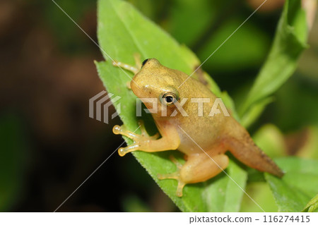 A juvenile Japanese tree frog with its tail still attached 116274415