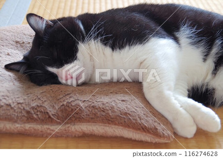 Sleeping brown cat Sleeping brown cat 116274628