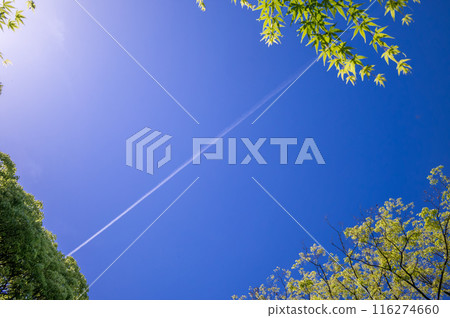 A contrail rising in the clear blue sky 116274660