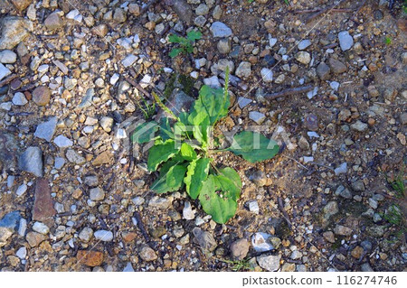 車前草 車前草 116274746