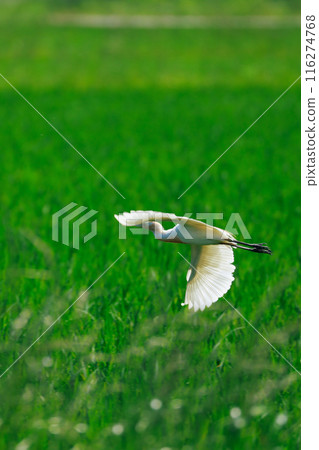Egret flying over the grassland Egret flying over the grassland 116274768