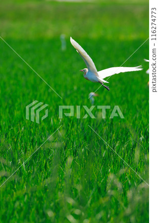 Egret flying over the grassland 116274773
