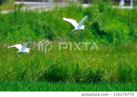 Egret flying over the grassland 116274779