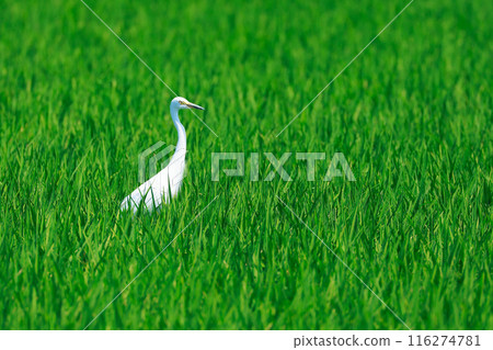 草原上飛翔的白鷺 116274781